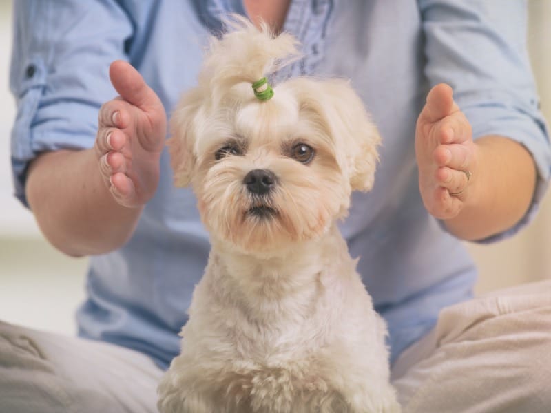 Reiki-Behandlung für einen Hund